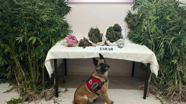 Valizde ve yatağın içindeki 2 kilo esrarı narkotik köpeği Termal buldu