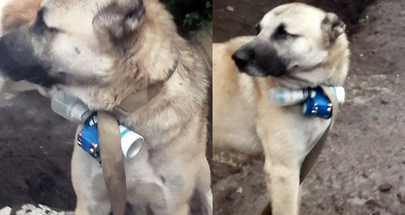 Ermeni silahlı gruplar EYP bağladıkları köpek ile Karabağda Azerbaycan askerlerini hedef aldı