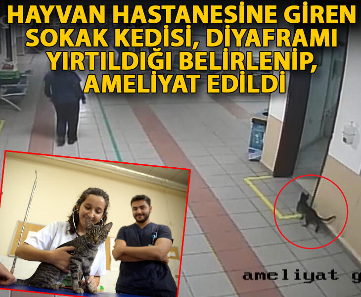 Hayvan hastanesine giren sokak kedisi diyaframı yırtıldığı belirlenip ameliyat edildi