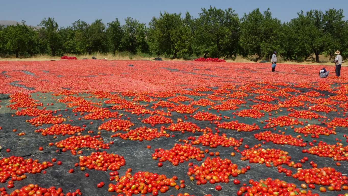 Yüzlerce dönüm arazide kurutulmuş domatesler ihrac ediliyor