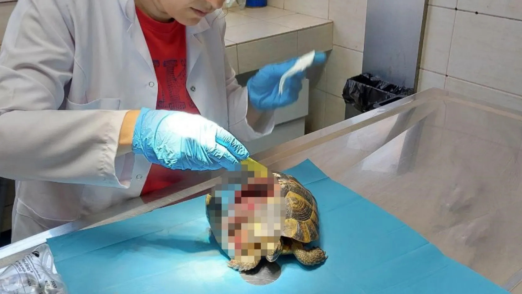 Yalova da kabuğu kırılan kaplumbağanın tedavisi yapıldı