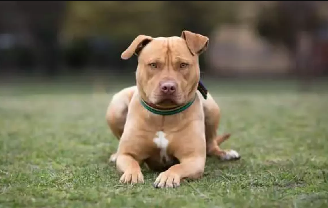 Yukarı Avusturyada köpek saldırısına uğrayan kadın olay yerinde hayatını kaybetti