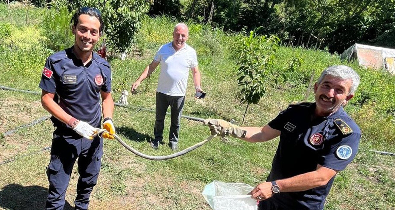 Zehirli yılanı eliyle yakalayıp pet şişeye böyle koydu