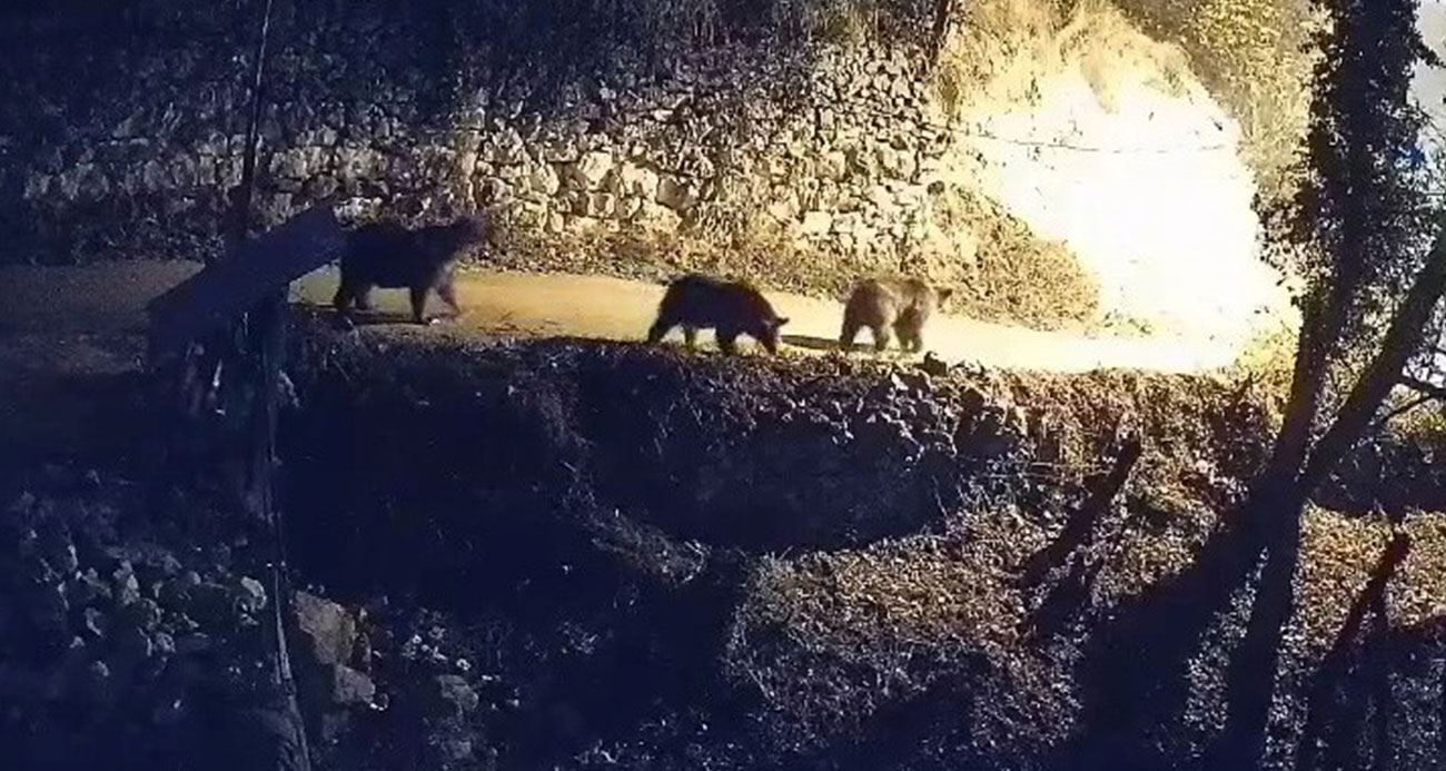 Köye inen ayılar ve kurtlar güvenlik kamerasına yansıdı